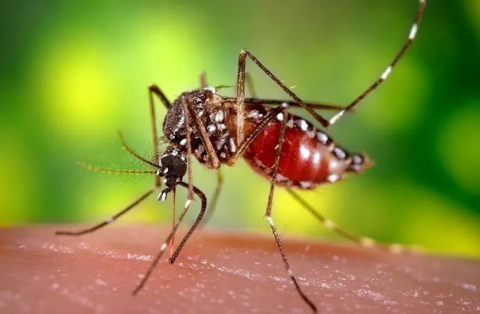 Humphreys Insect Control Picture 1