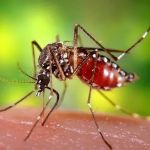 Humphreys Insect Control