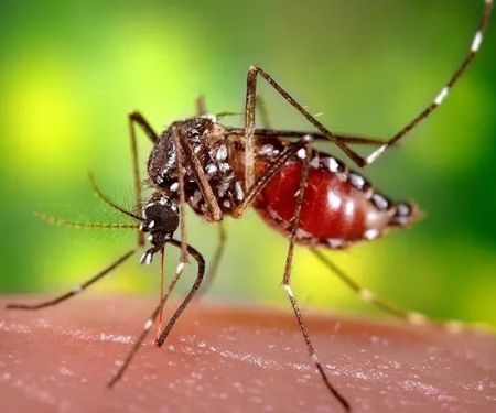 Humphreys Insect Control