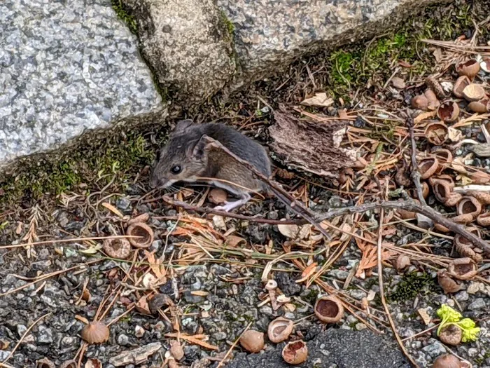 Environmina Pest Control LLC Picture 7