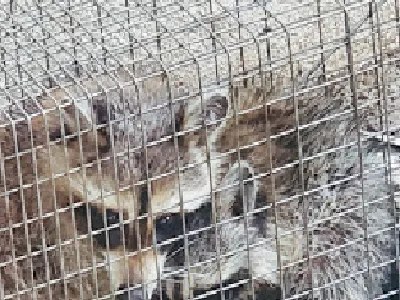 Environmina Pest Control LLC Picture 9