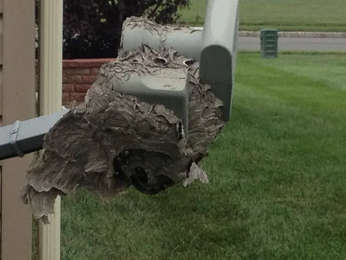 Essence Pest Control Picture 4