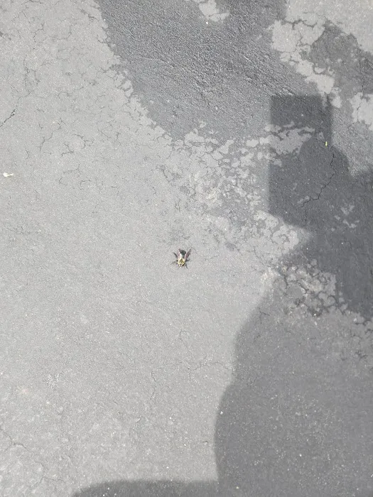 Essence Pest Control Picture 7
