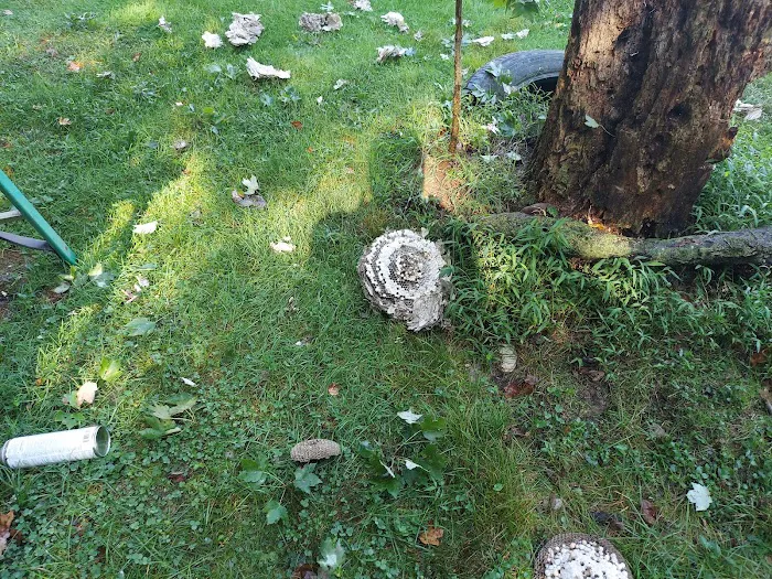 Greenix Pest Control Picture 10