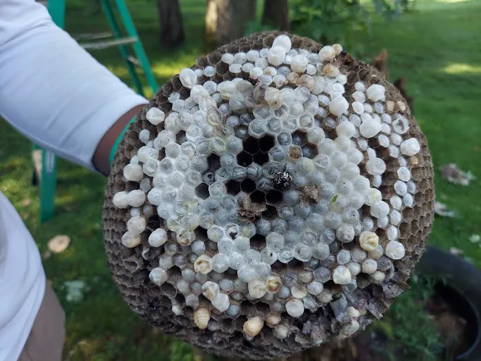 Greenix Pest Control Picture 1
