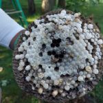 Greenix Pest Control