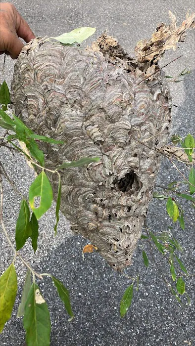 Greenix Pest Control Picture 7