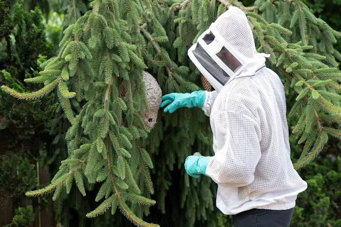 Viking Pest Control Picture 7