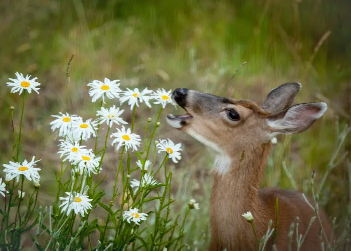 Deer Guys® Picture 3