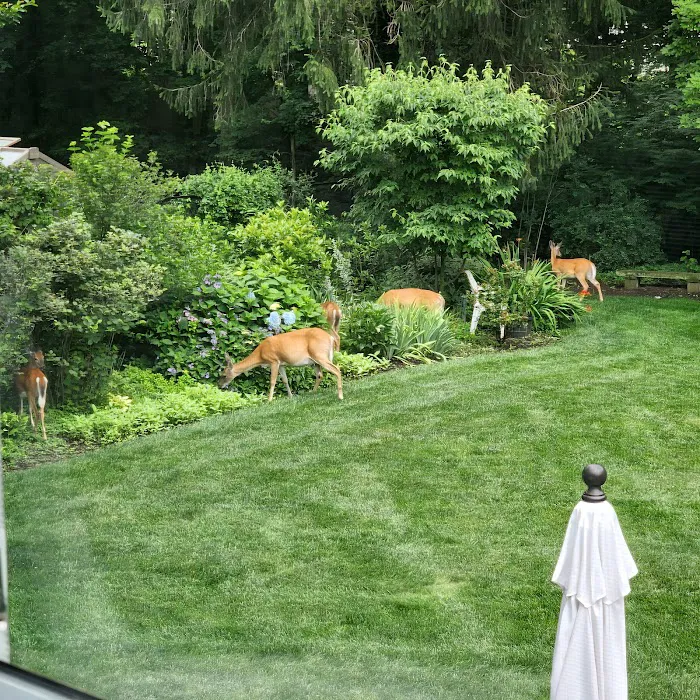 Deer Guys® Picture 8