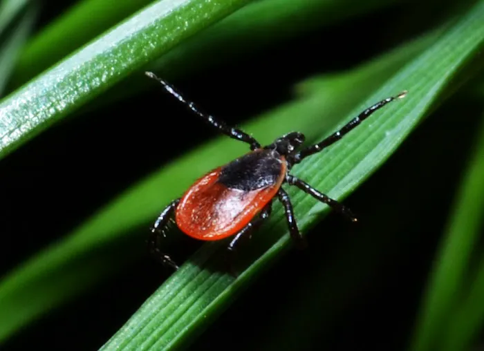 Capitol Exterminating System Picture 3
