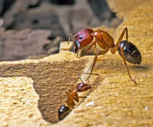 Capitol Exterminating System Picture 1