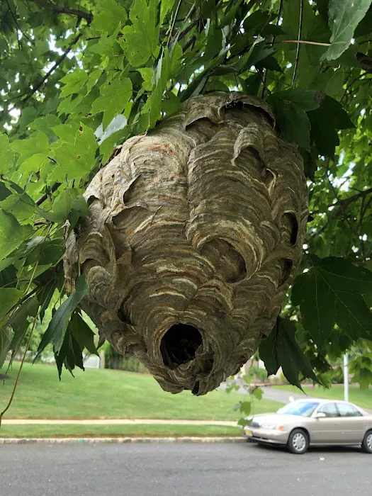 Capitol Exterminating System Picture 5