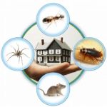 Problem Solved Pest Control