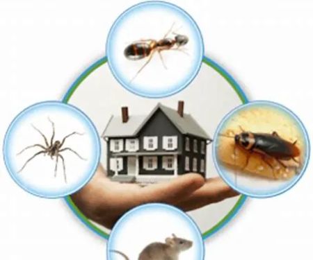 Problem Solved Pest Control