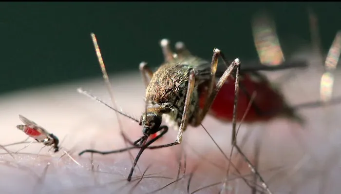 T.O. Mosquito (formally Ticked Off Mosquito) Picture 4