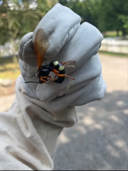 T.O. Mosquito (formally Ticked Off Mosquito) Picture 5