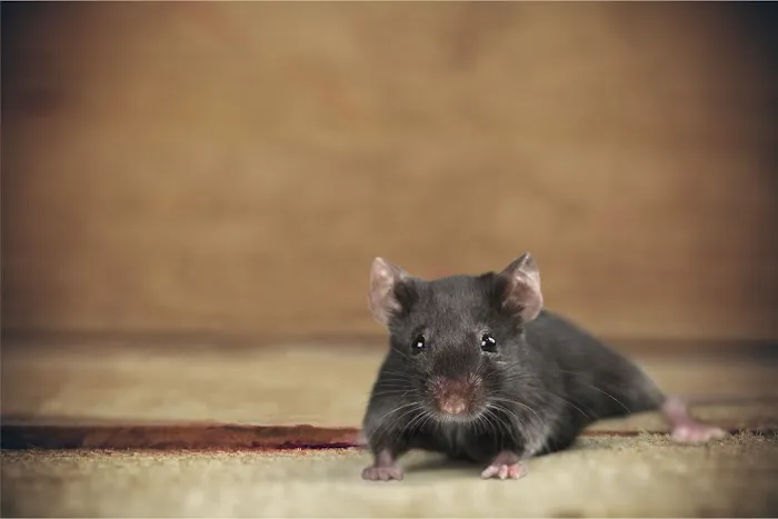 Western Pest Services Picture 4