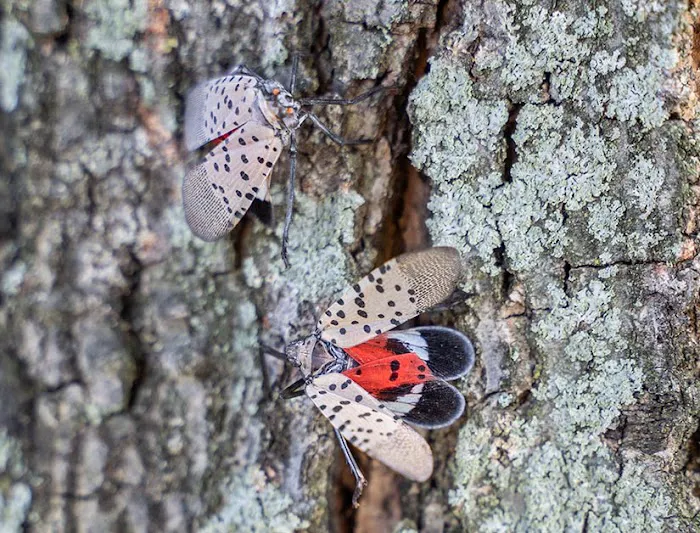 Western Pest Services Picture 2