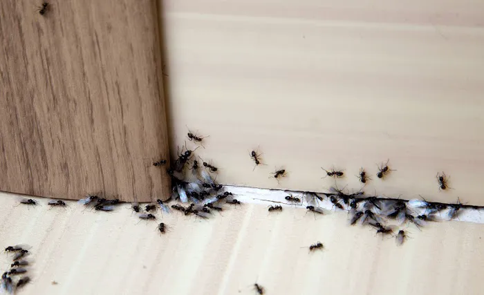 Western Pest Services Picture 1