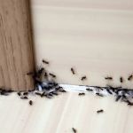 Western Pest Services