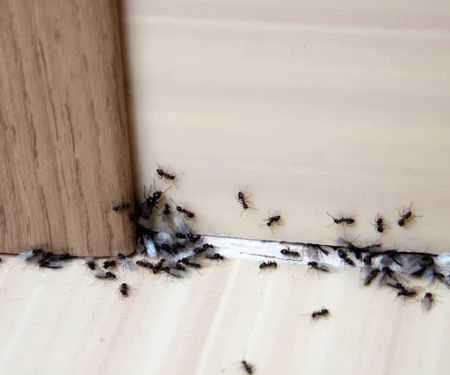 Western Pest Services
