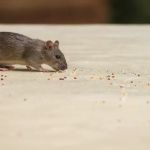 Western Pest Services