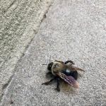 Faro Pest Control & Exterminator Services