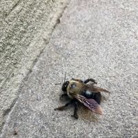 Faro Pest Control & Exterminator Services ico