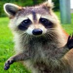 Accurate Pest Management