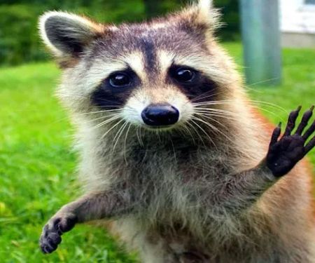 Accurate Pest Management