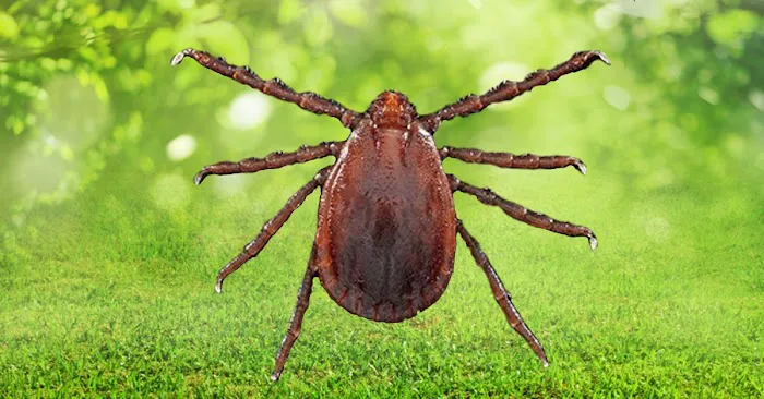 NJ Pest Control Picture 2