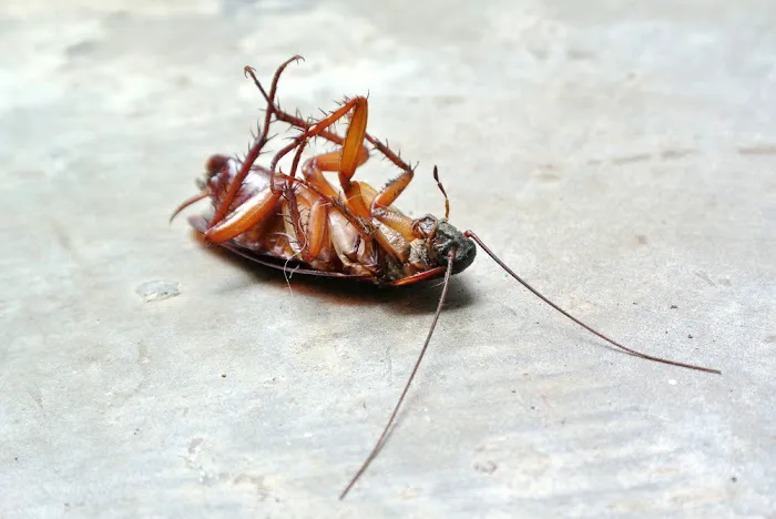 NJ Pest Control Picture 10