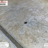 PermaKill Exterminating ico