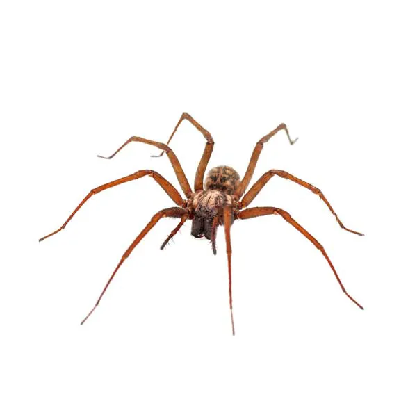 Harbinger Pest Control Picture 6