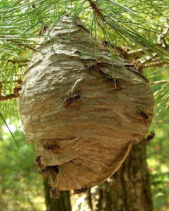 Harbinger Pest Control Picture 3