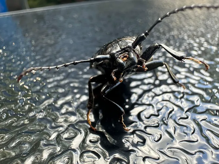 Harbinger Pest Control Picture 1
