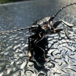 Harbinger Pest Control