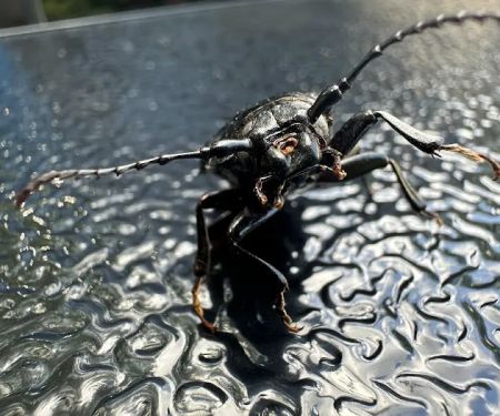 Harbinger Pest Control