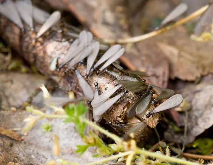 Total Home Pest Control Picture 6
