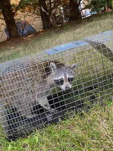 Agile Pest Control - Little Silver, NJ Picture 9