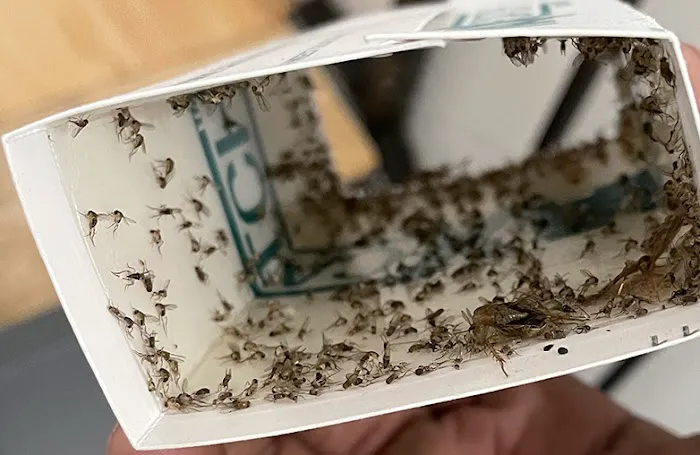 24 Hour Pest Control Picture 4