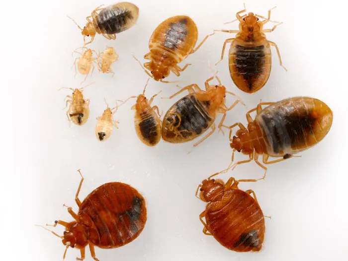 24 Hour Pest Control Picture 2
