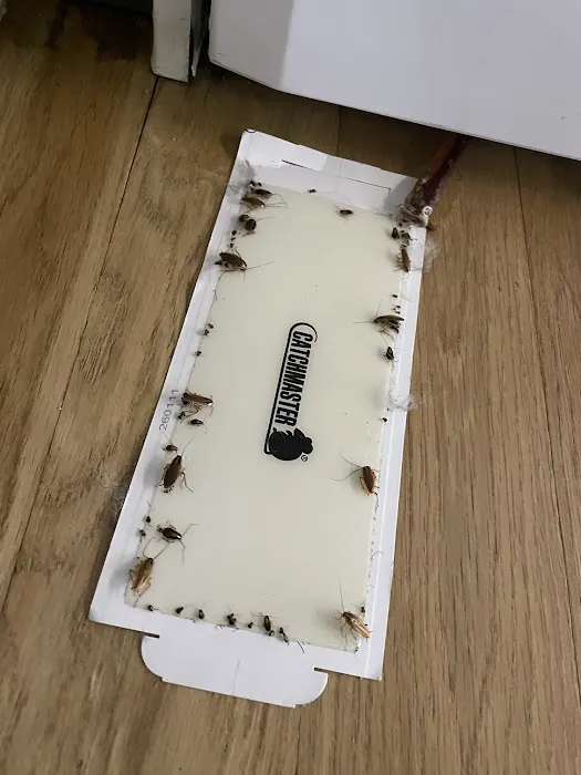 24 Hour Pest Control Picture 6