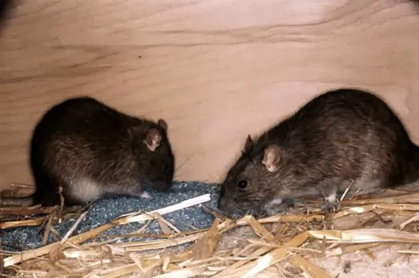 Freehold Pest Control, Inc. Picture 10