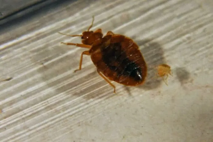 Freehold Pest Control, Inc. Picture 4