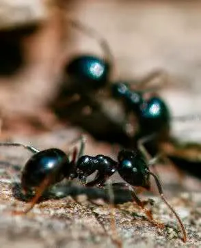 Freehold Pest Control, Inc. Picture 7