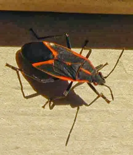 Freehold Pest Control, Inc. Picture 8