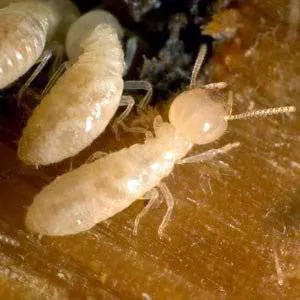 Freehold Pest Control, Inc. Picture 5