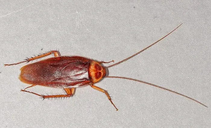 Freehold Pest Control, Inc. Picture 1